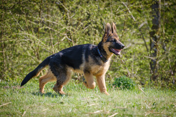 Cute purebred German shepherd puppy