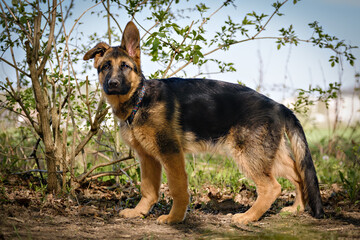 Cute purebred German shepherd puppy