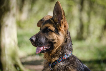 Cute purebred German shepherd puppy