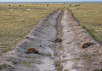 a gray hyena sleeps in a ditch, waiting for the night and night hunting 