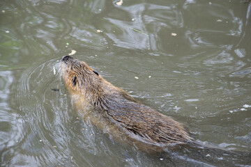 Obraz premium Biberratte im Wasser