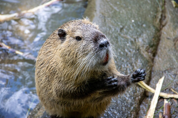 Biberratte im Wasser