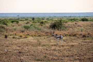 antelope eating juicy green grass in the meadows in the national park