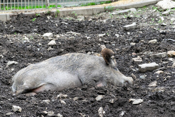 Wildschwein am schlafen