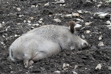 Wildschwein am schlafen