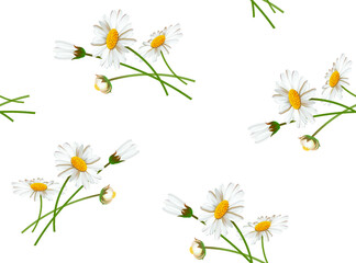 Cute delicate chamomile flowers seamless pattern on white background. Vector drawing for design of textile, fabrics, wallpaper, web sites and other.
