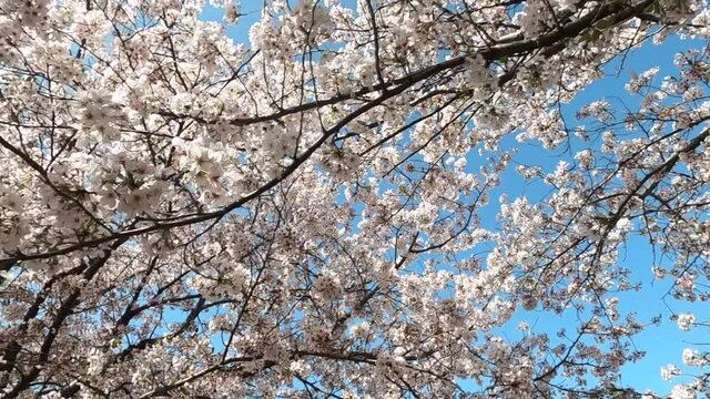 満開の桜　散る花びら