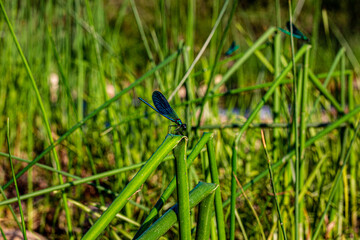 dragonfly on grass