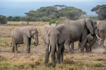 Fototapeta premium a family of elephants, accompanied by white herons, migrate through green meadows 