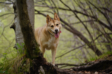 Orange fox like dog in the wood