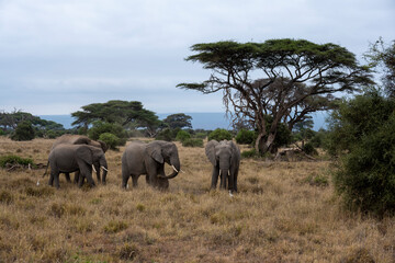 Naklejka premium a family of elephants, accompanied by white herons, migrate through green meadows 