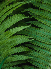 green fern leaves