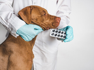 Adorable puppy of chocolate color at the reception at the vet doctor. Close-up, isolated...