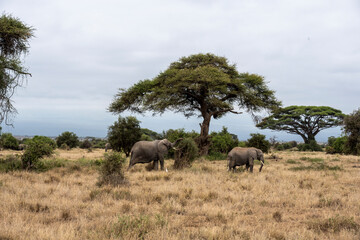 Naklejka premium a family of elephants, accompanied by white herons, migrate through green meadows 