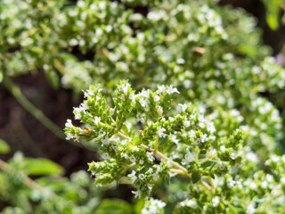 oregano green plant with white flowers and a bee