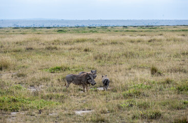 wildebeest grazes peacefully in the green meadows of the national park 