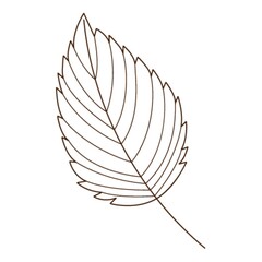 birch leaf. Botanical, plant design element with outline. Time of summer, autumn. Doodle, hand-drawn. Flat design. CBlack white olor vector illustration. Isolated on a white background.