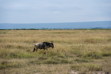 wildebeest grazes peacefully in the green meadows of the national park 