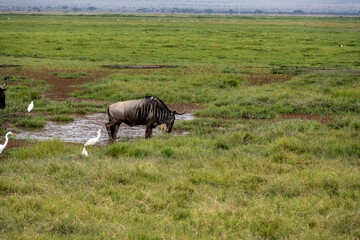 wildebeest grazes peacefully in the green meadows of the national park 