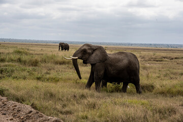 Obraz premium a family of elephants, accompanied by white herons, migrate through green meadows 