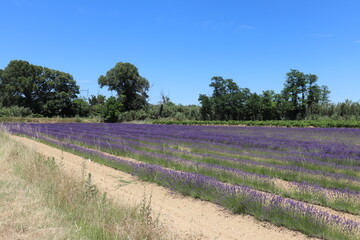 Champ de lavande fleurie en été, ville de Saint Julien de Peyrolas, departement du Gard, France