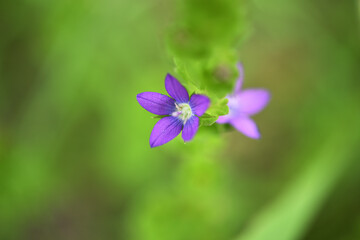 Fototapeta na wymiar 道端の紫の花