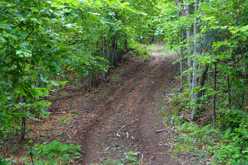 Off road track in the Carpathians, Romania, Europe