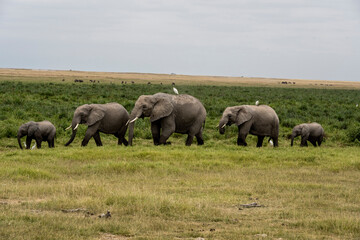 Naklejka na ściany i meble a family of elephants, accompanied by white herons, migrate through green meadows 