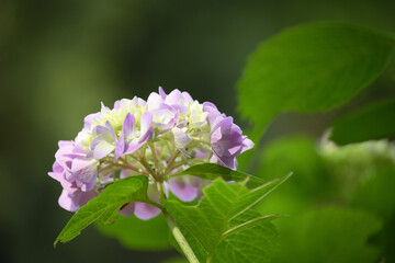 晴れの日の紫陽花