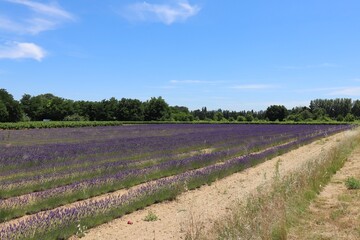 Champ de lavande fleurie en &eacute;t&eacute;, ville de Saint Julien de Peyrolas, departement du Gard, France