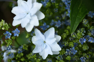 白い紫陽花のアップ