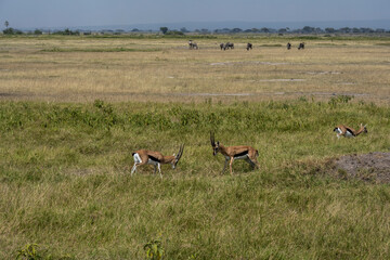 two antelope males sort things out share territory and females 