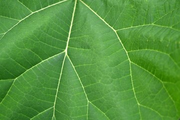 Feuille verte avec des nervures en gros plan