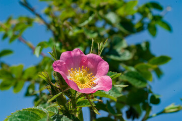 Pink Wild Rose Blossom / Roze Wilde Roos Bloesem