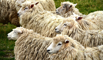 New Zealands Sheep, Region Otago 