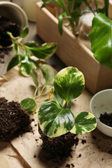 Exotic house plant in soil on table