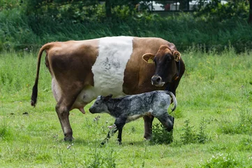 Stoff pro Meter cows in a field - koe met kalf © Nora