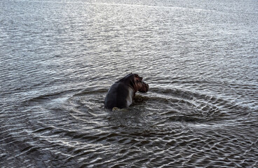 Fototapeta premium hippo bathes in a green river in a national park 