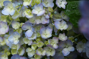 紫陽花の花束