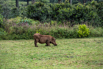 wild boar warthog close-up on a green lawn 