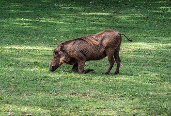 wild boar warthog close-up on a green lawn 