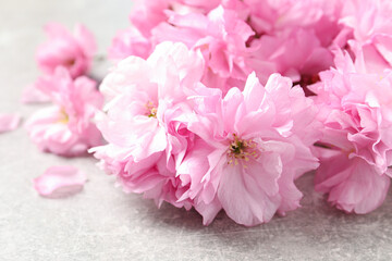 Naklejka na ściany i meble Beautiful sakura tree blossoms on grey stone table, closeup