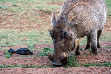 wild boar warthog close-up on a green lawn 