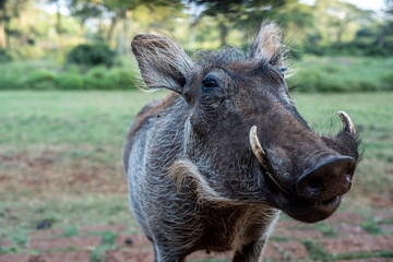 Wild Boar Warthog Close Green