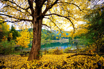 autumn landscape with trees, savsat artvin, from turkey, savsat blacklake