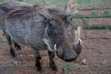 wild boar warthog close-up on a green lawn 