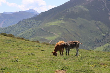 beautiful cows eating green grass feeding to give milk and meat