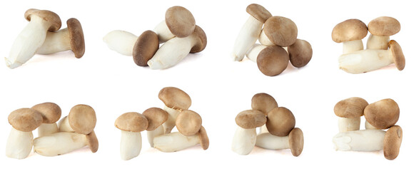 Set of royal oyster mushrooms or eringi mushrooms isolated on a white background.