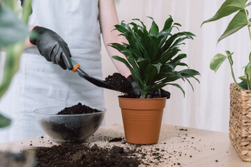Woman transplanting plant into new pot at home