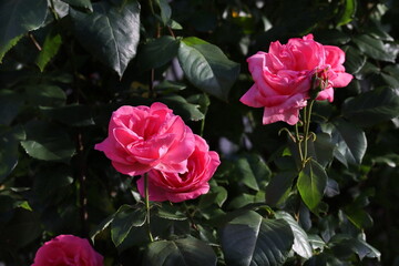 rosa Rose, Rosenblüte, Rosenstrauch, Rose